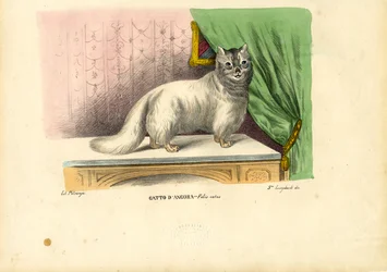 Angorakatze, 1863-79